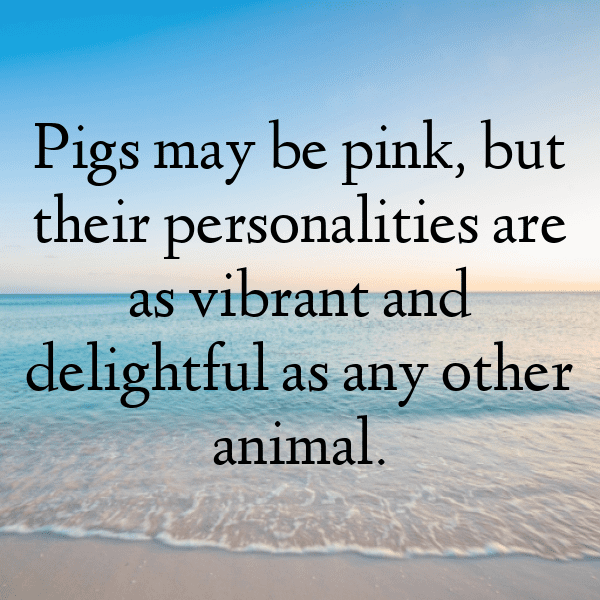 Pig Captions Image For Instagram-yprZbA