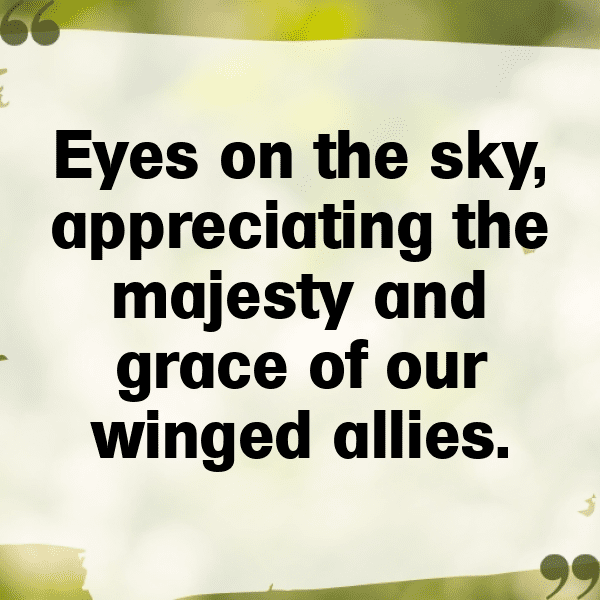 Pigeon Captions Image For Instagram-b1Yy4Y