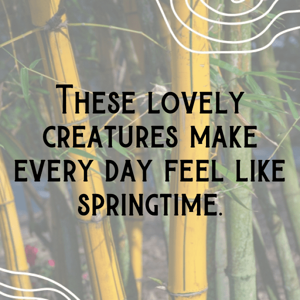 Pigeon Captions Image For Instagram-IbKxnI