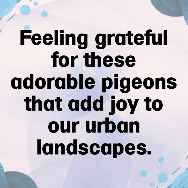 Pigeon Captions Image For Instagram-vC66k0