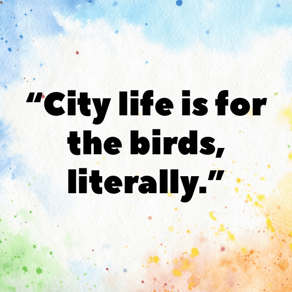 Pigeon Captions Image For Instagram-wIRMnf