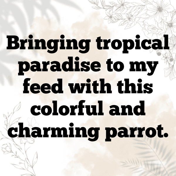 Pigeon Captions Photo For Instagram-CoJvgI