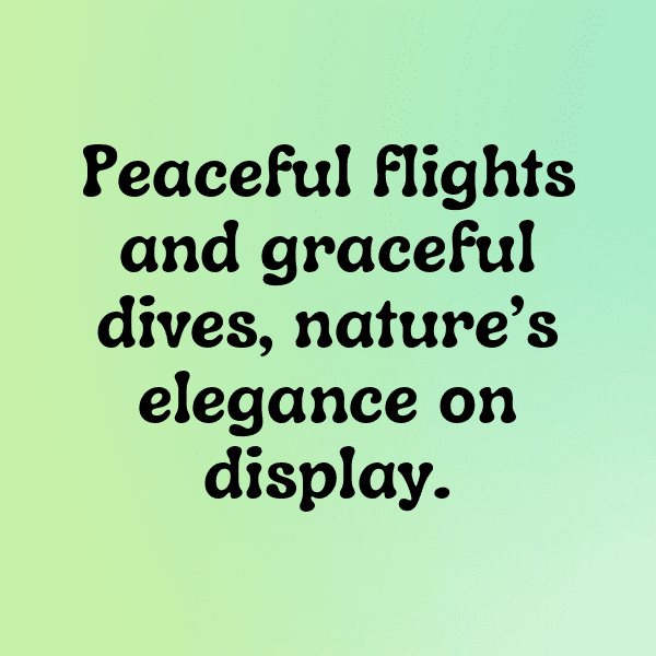 Pigeon Captions Photo For Instagram-mL8OyT