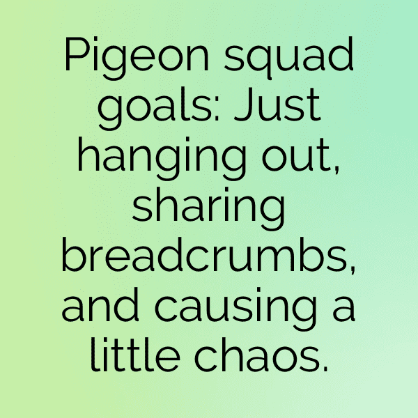 Pigeon Captions Photo For Instagram-xlaez5