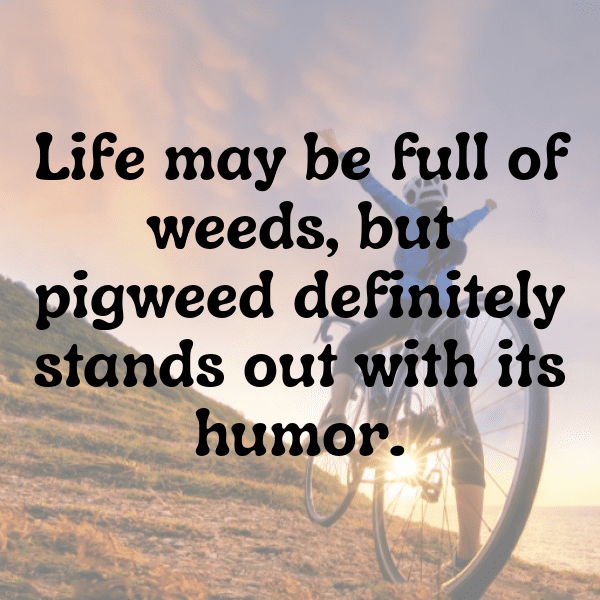 Pigweed Captions Image For Instagram-FDQSmJ