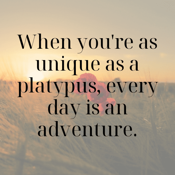 Platypus Captions Image For Instagram-xJgus2