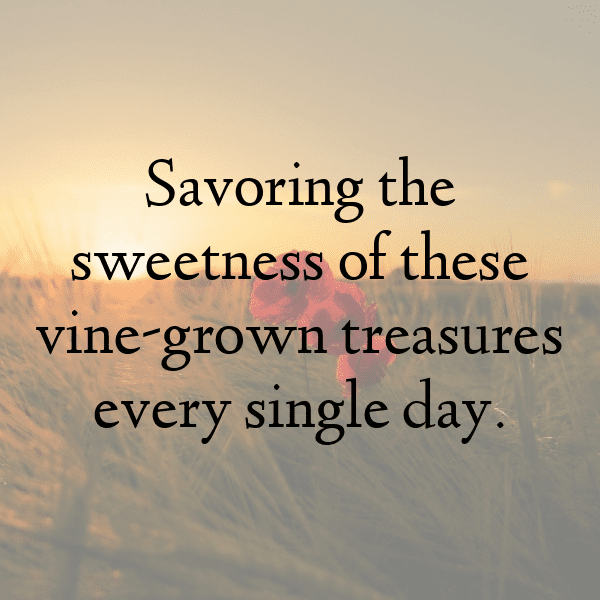 Pomegranate Captions Image For Instagram-Nogeeo