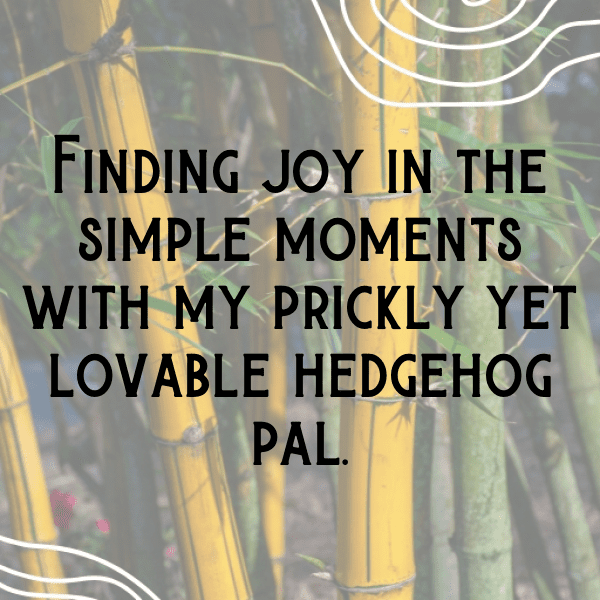 Porcupine Captions Image For Instagram-6ZDlGI