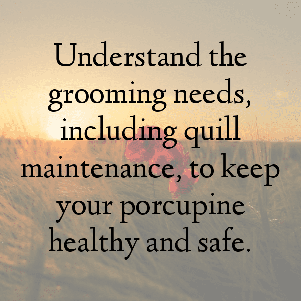 Porcupine Captions Photo For Instagram-I2XFZH