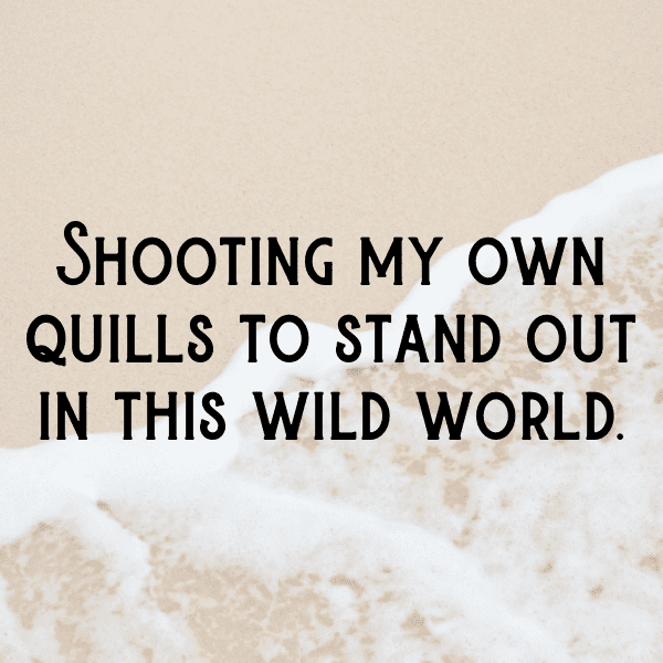 Porcupine Captions Photo For Instagram-IUL6JG