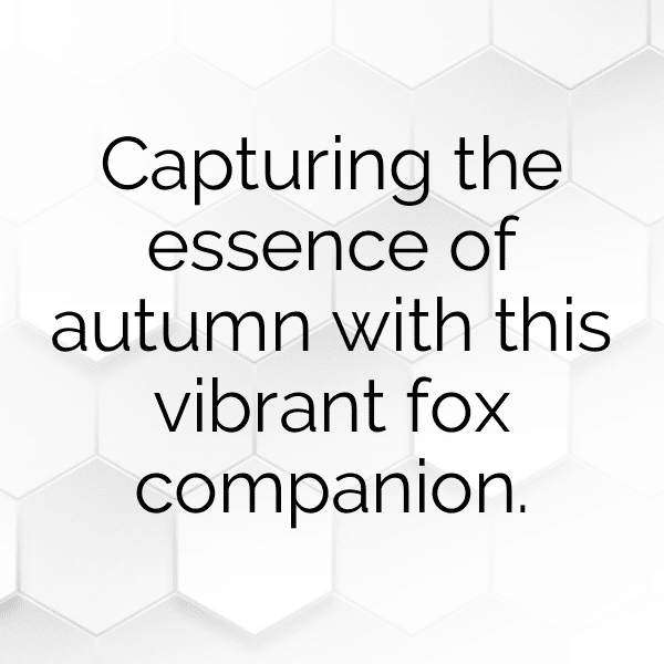 Porcupine Captions Photo For Instagram-VtVWH6