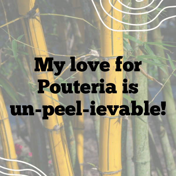 Pouteria Captions Image For Instagram-fEDrB0