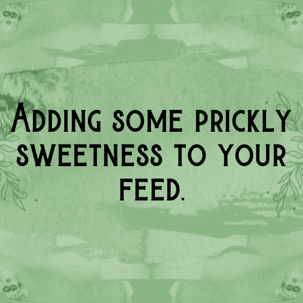 Prickly Pear Captions Photo For Instagram-VgNYTE