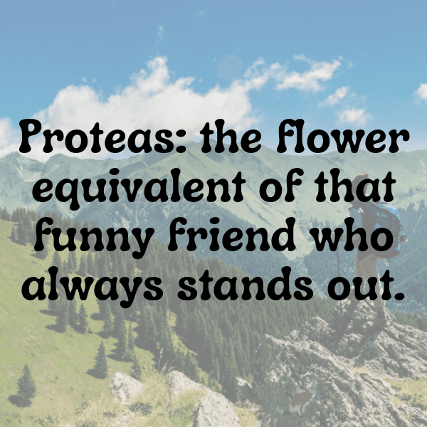 Protea Captions Image For Instagram-4plkQ4