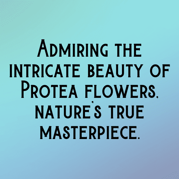 Protea Captions Image For Instagram-9NHjek