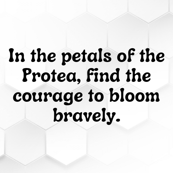 Protea Captions Image For Instagram-ESx4LA