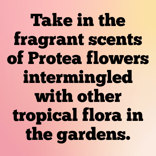 Protea Captions Image For Instagram-vdDBFn