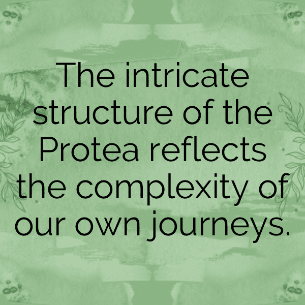 Protea Captions Image For Instagram-VXNYRb