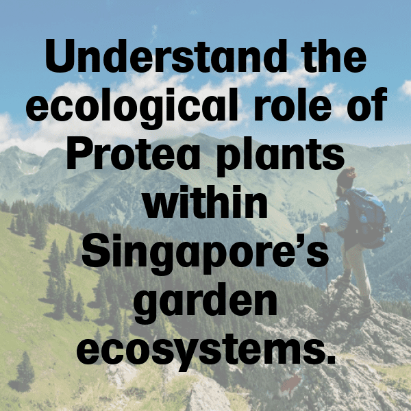 Protea Captions Image For Instagram-Vy8Ars