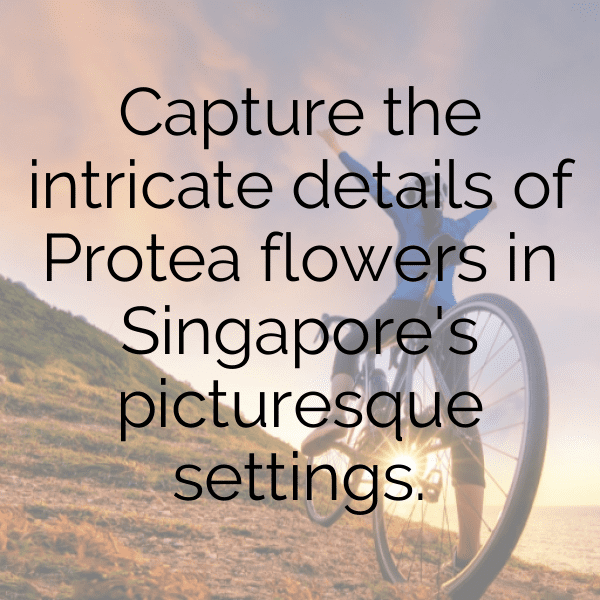 Protea Captions Photo For Instagram-LQ9vdh