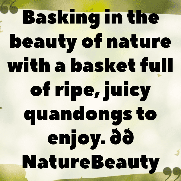 Quandong Captions Image For Instagram-0kHa70