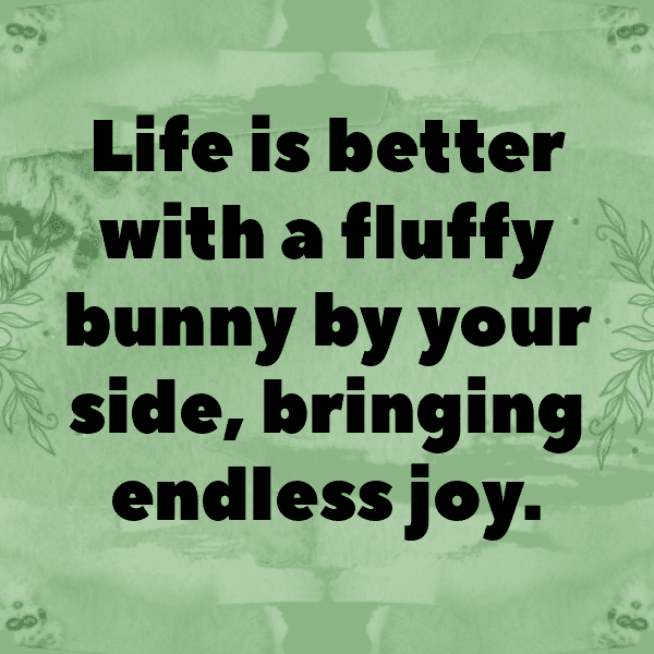 Rabbit Captions Image For Instagram-ho1IJg