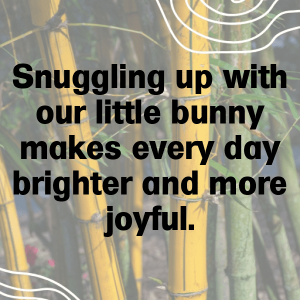 Rabbit Captions Image For Instagram-qG9Qwq