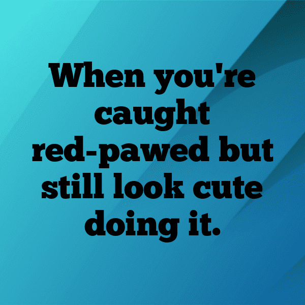 Raccoon Captions Image For Instagram-KbSABf