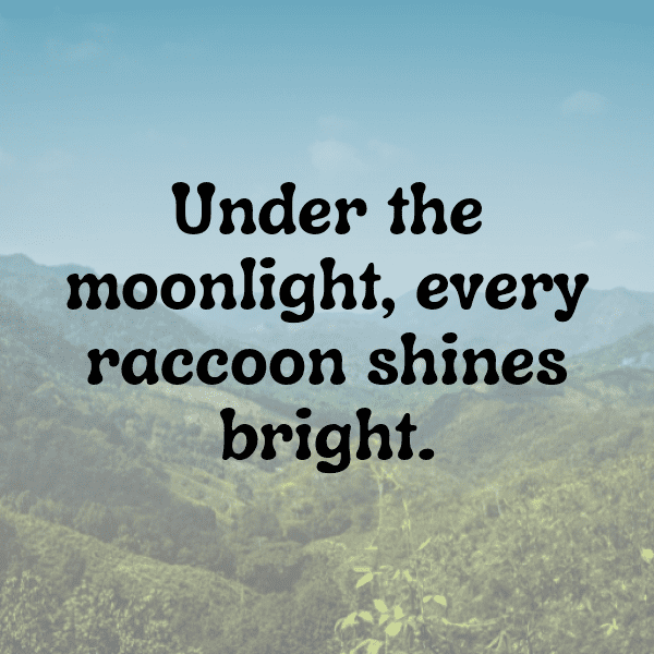 Raccoon Captions Image For Instagram-u72H1c