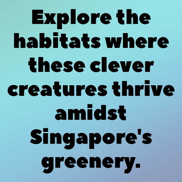 Raccoon Captions Photo For Instagram-49fNhV