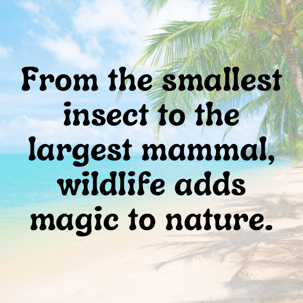 Raccoon Captions Photo For Instagram-p7kNbT