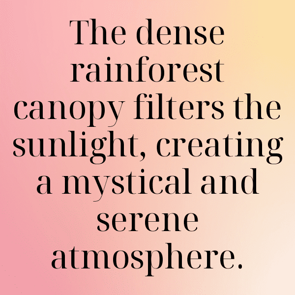 Rainforest Captions Photo for Instagram-VCYZLB