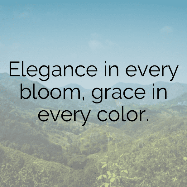 Ranunculus Captions Image For Instagram-iLbOOi