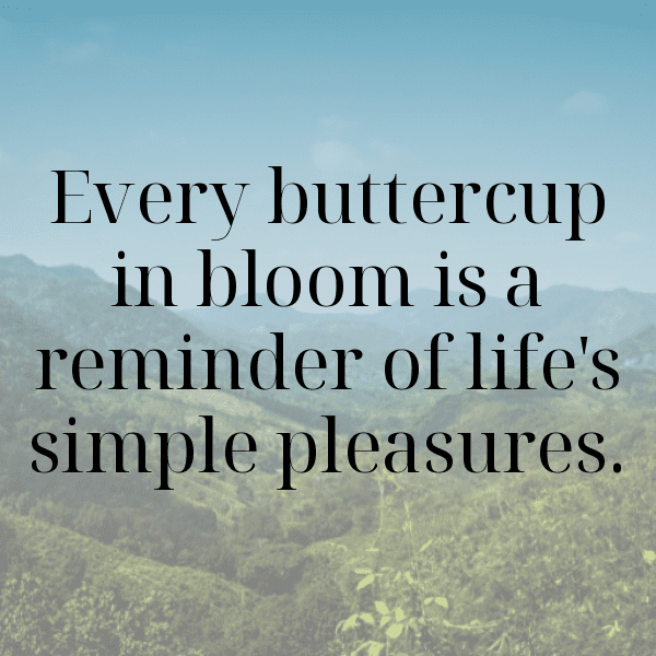 Ranunculus Captions Photo For Instagram-KdRTgY