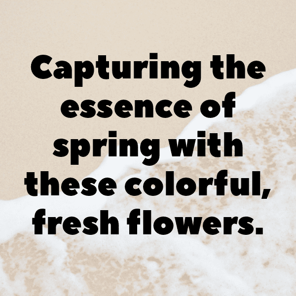 Ranunculus Captions Photo For Instagram-TXTsd3