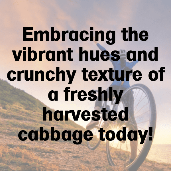 Red Cabbage Captions Image For Instagram-oSgiCU