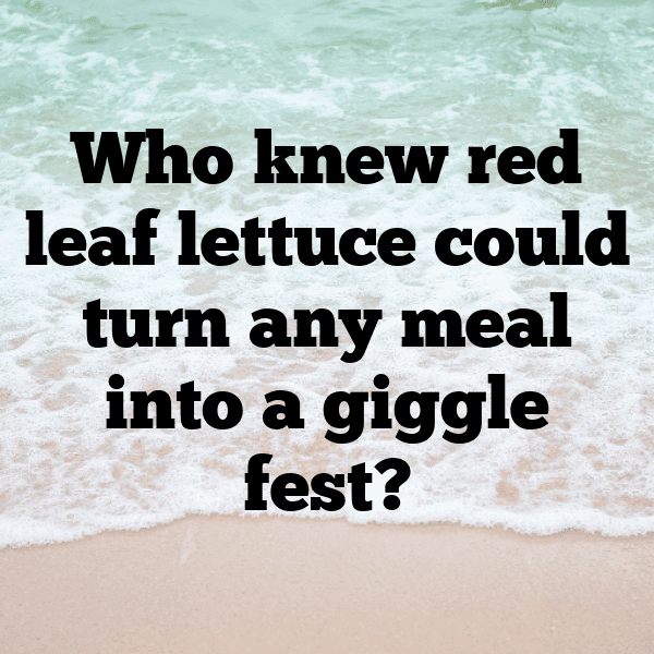 Red Leaf Lettuce Captions Photo For Instagram-yScd6U