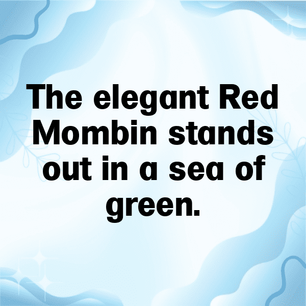 Red Mombin Captions Photo For Instagram-mbv70K