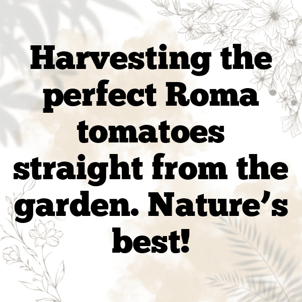 Roma Tomato Captions Image For Instagram-xTU8Q8