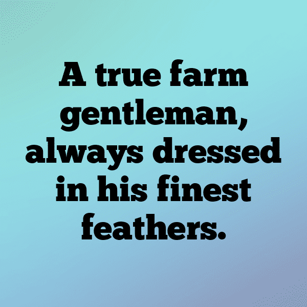 Rooster Captions Image For Instagram-2Ii9VH