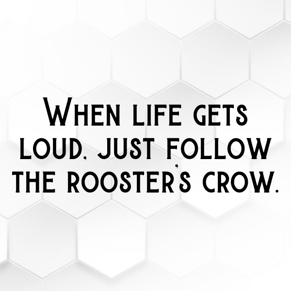 Rooster Captions Image For Instagram-pFVnKk