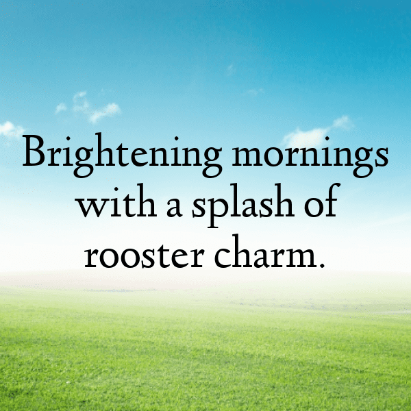 Rooster Captions Image For Instagram-uJUnAm