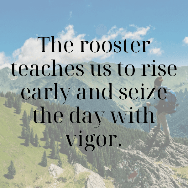 Rooster Captions Photo For Instagram-c8MLdg