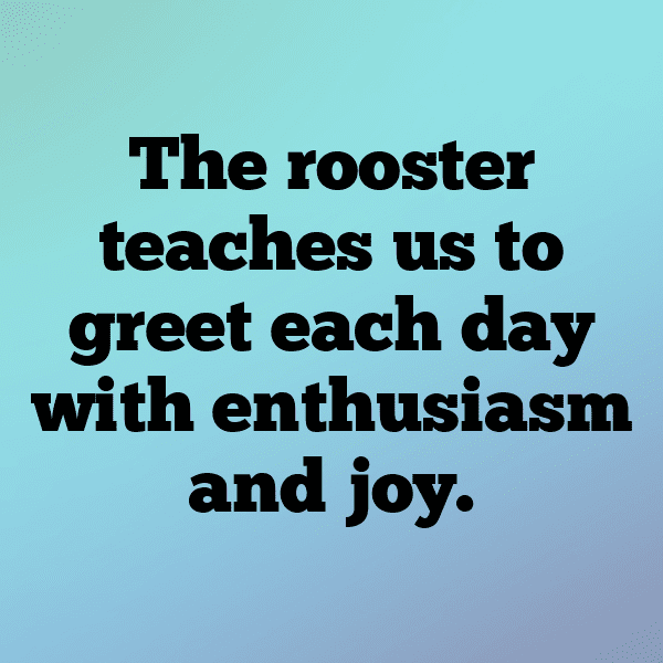 Rooster Captions Photo For Instagram-RTqslZ
