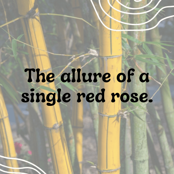 Rose Captions Photo For Instagram-fFLm03