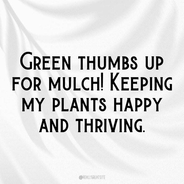 Rudbeckia Captions Photo For Instagram-ADk6Wq