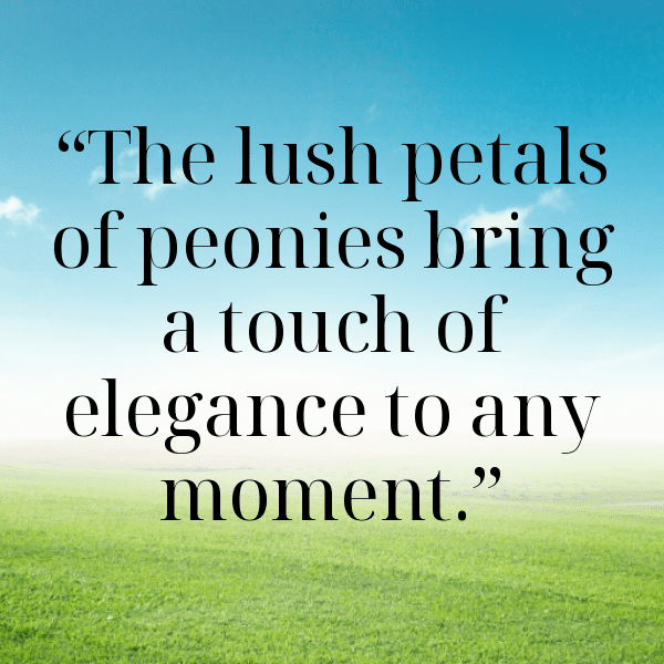 Rudbeckia Captions Photo For Instagram-dTEW64