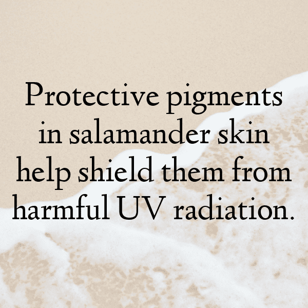 Salamander Captions Photo For Instagram-JK8Vr7