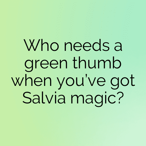 Salvia Captions Image For Instagram-RdxEus