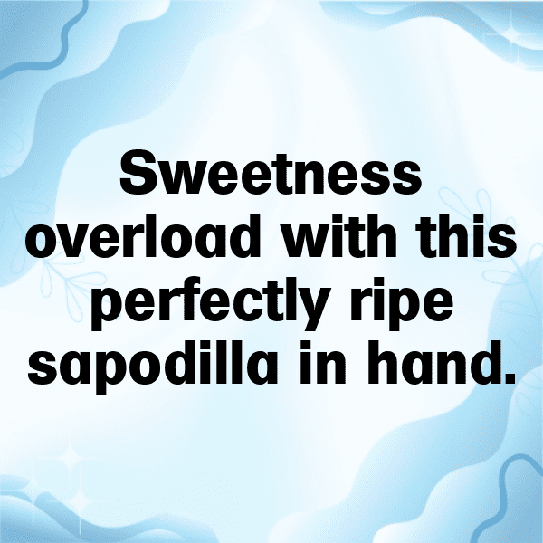 Sapodilla Captions Image For Instagram-DctOeK